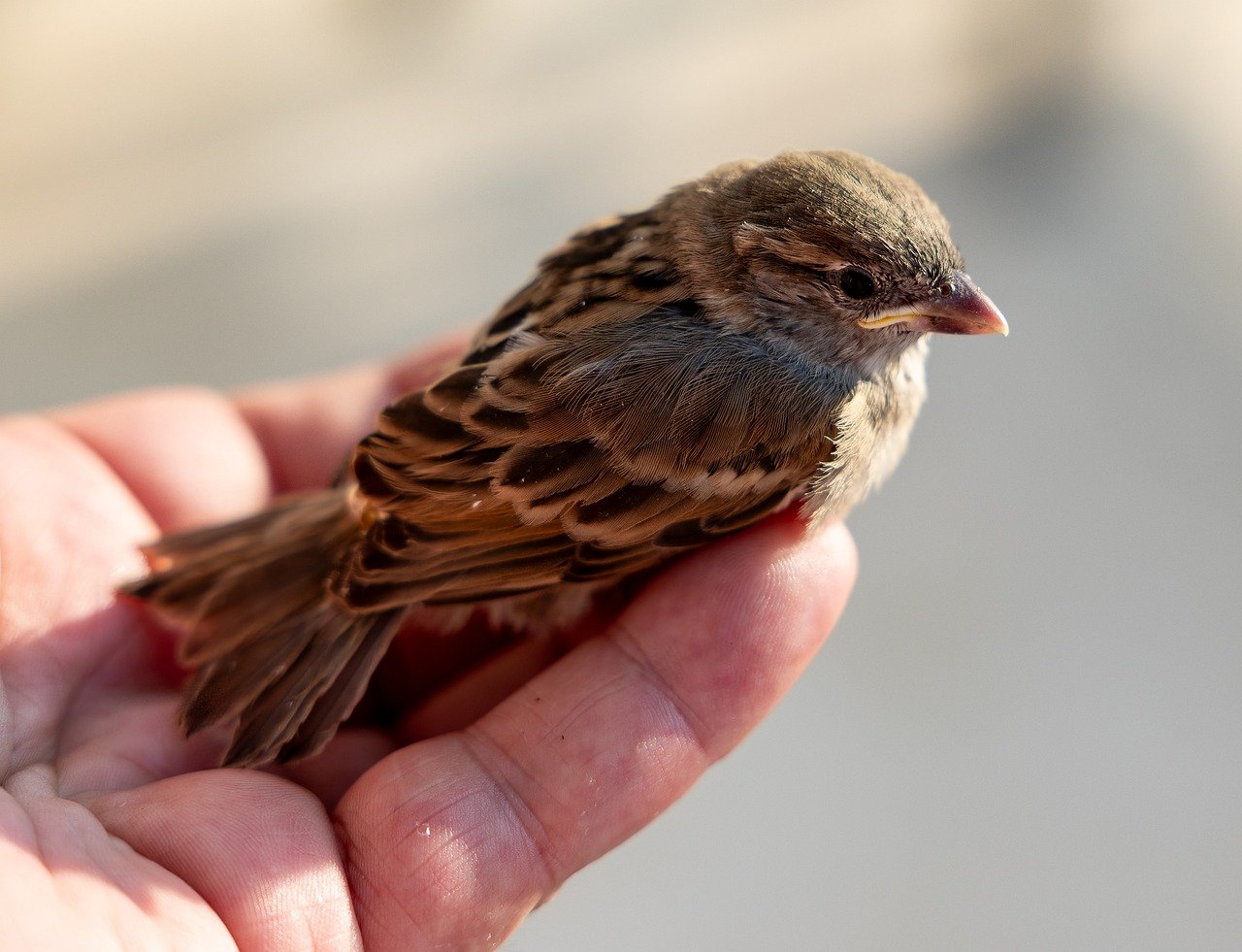 The Best Practices for Grooming and Bathing Small Animals